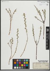 Foto von Salix repens subsp. rosmarinifolia (L.) Andersson